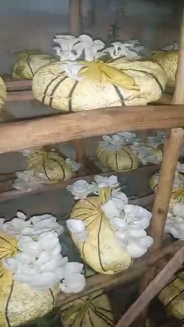 Production de pleurotes et de semences dans la champignonnière de 100 m²